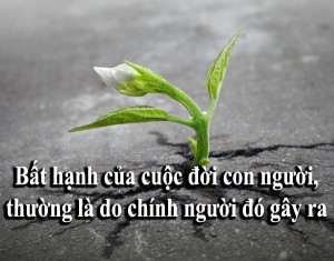 Luật nhân quả